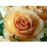 Photo Small Apricot Colored Rose Closeup Flower title=