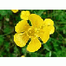 Photo Small Buttercup Flower title=