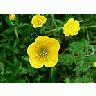 Photo Small Buttercup 2 Flower