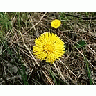Photo Small Coltsfoot Flower