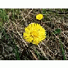 Photo Small Coltsfoot Flower title=