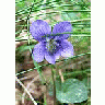Photo Small Common Dog Violet 2 Flower