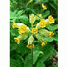 Photo Small Cowslip Flower