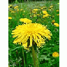 Photo Small Dandelion 2 Flower