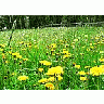 Photo Small Dandelion Field Flower