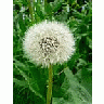 Photo Small Dandelion Seed Flower