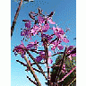 Photo Small Fireweed Flower title=