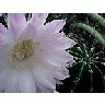Photo Small Flowering Cactus Flower title=
