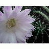 Photo Small Flowering Cactus Flower