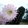 Photo Small Flowering Cactus 2 Flower title=