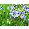 Photo Small Germander Speedwell Flower