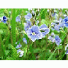 Photo Small Germander Speedwell Flower title=