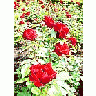 Photo Small Ingrid Bergman Roses Red Flower