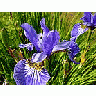 Photo Small Iris Blue Flower