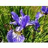 Photo Small Iris Blue Flower title=