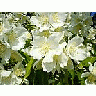 Photo Small Jasmine Bush Flower