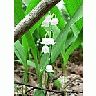 Photo Small Lily Of The Valley Flower title=