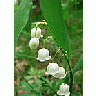 Photo Small Lily Of The Valley 2 Flower
