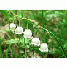Photo Small Lily Of The Valley 3 Flower title=