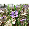 Photo Small Liverleaf Flower