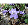 Photo Small Liverleaf 3 Flower