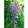 Photo Small Lupine Blue Flower title=