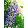 Photo Small Lupine Blue 2 Flower