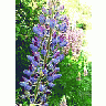 Photo Small Lupine Blue 2 Flower title=