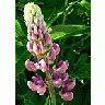 Photo Small Lupine Pink Flower