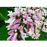 Photo Small Lupine Pink 2 Flower title=