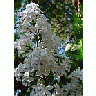 Photo Small Lupine White Flower