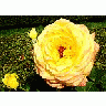 Photo Small Peer Gynt Roses Yellow Flower