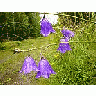 Photo Small Purple Bells Flower title=