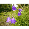 Photo Small Purple Bells Flower