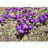 Photo Small Purple Crocus Flower