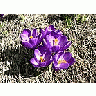 Photo Small Purple Crocus 2 Flower