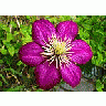 Photo Small Purple Flower Flower title=