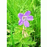 Photo Small Purple Wild Flower Flower