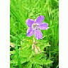 Photo Small Purple Wild Flower Flower title=