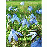 Photo Small Siberian Squill Flower