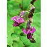 Photo Small Spring Vetchling Flower title=