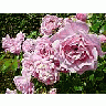 Photo Small The Queen Of Sweden Roses Pink Flower