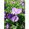 Photo Small Violet Flower