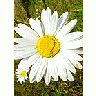 Photo Small White Daisy Flower title=