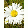 Photo Small White Daisy Flower