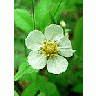 Photo Small Wild Strawberry Flower Flower