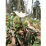 Photo Small Wood Anemone Flower