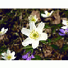 Photo Small Wood Anemone 2 Flower
