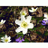 Photo Small Wood Anemone 2 Flower title=