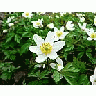 Photo Small Wood Anemone 3 Flower title=
